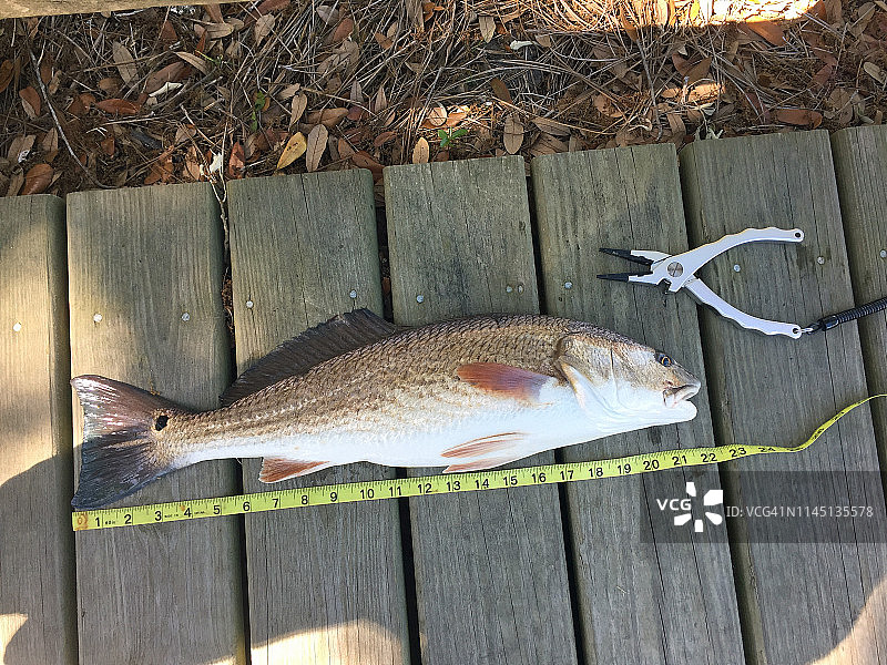 红鱼和钳子图片素材