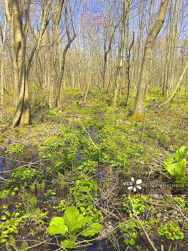 哥伦比亚县春天的臭菘图片素材