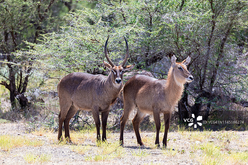肯尼亚稀树草原中的羚羊图片素材