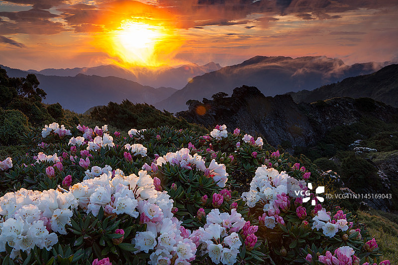 亚洲风光：玉山杜鹃盛开于中国台湾南投太鲁阁公园步道图片素材