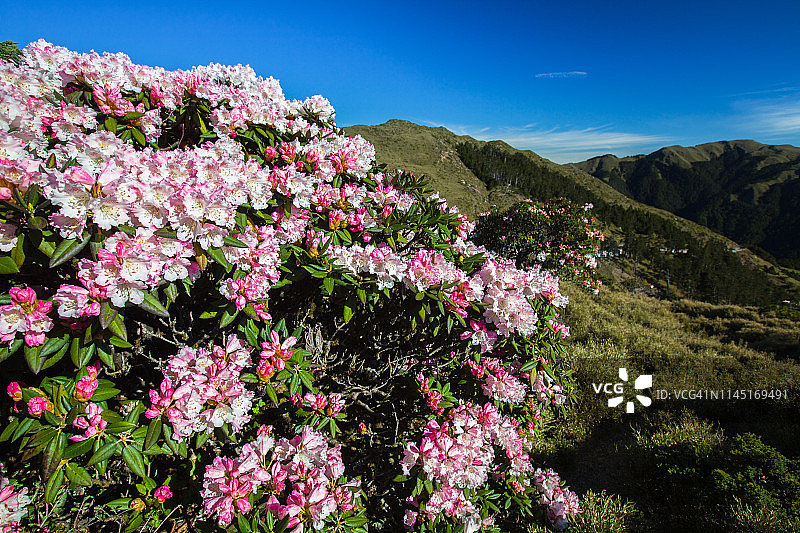 亚洲风光：玉山杜鹃盛开于中国台湾南投太鲁阁公园步道图片素材
