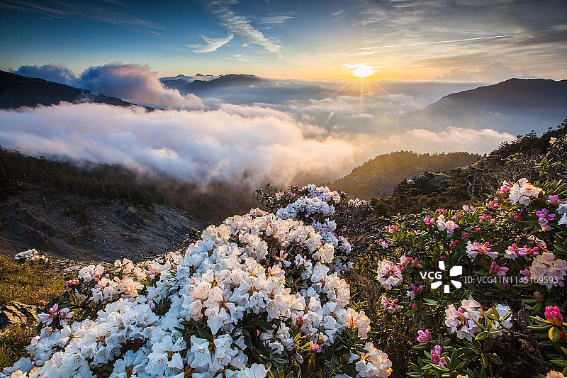 亚洲风光：玉山杜鹃盛开于中国台湾南投太鲁阁公园步道图片素材