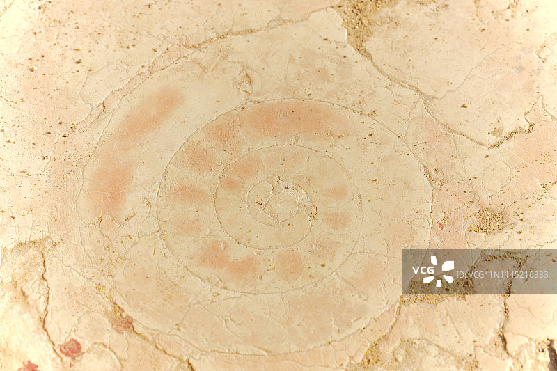 意大利维罗纳布拉广场罗马剧场内的古代海洋动物岩石图片素材