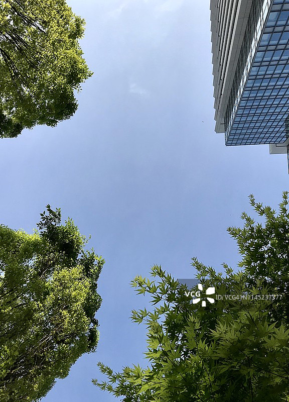 城市里的清新绿叶树图片素材