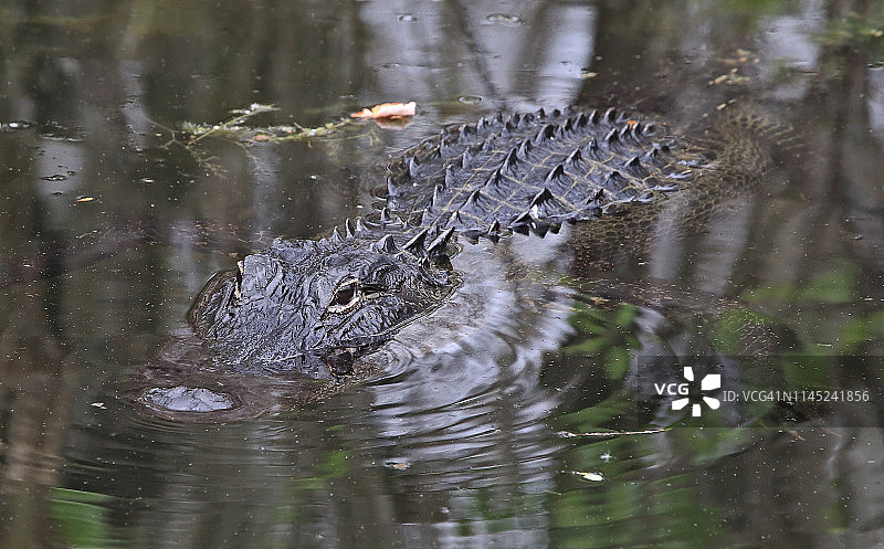 大柏树国家保护区的鳄鱼图片素材