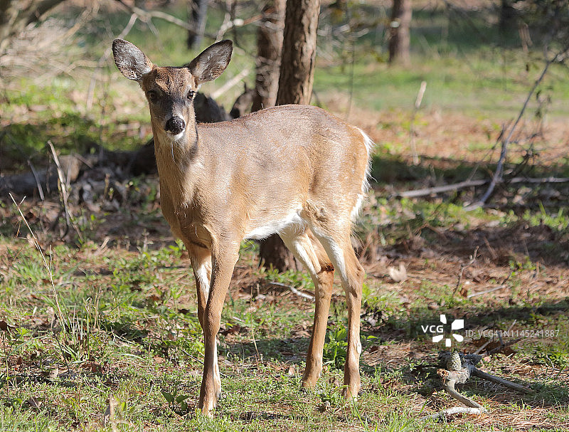 在梅角点州立公园的母鹿图片素材