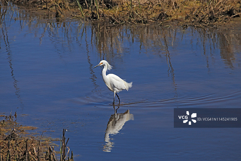 雪鹭漫步乞沙比克岛国家野生动物保护区图片素材
