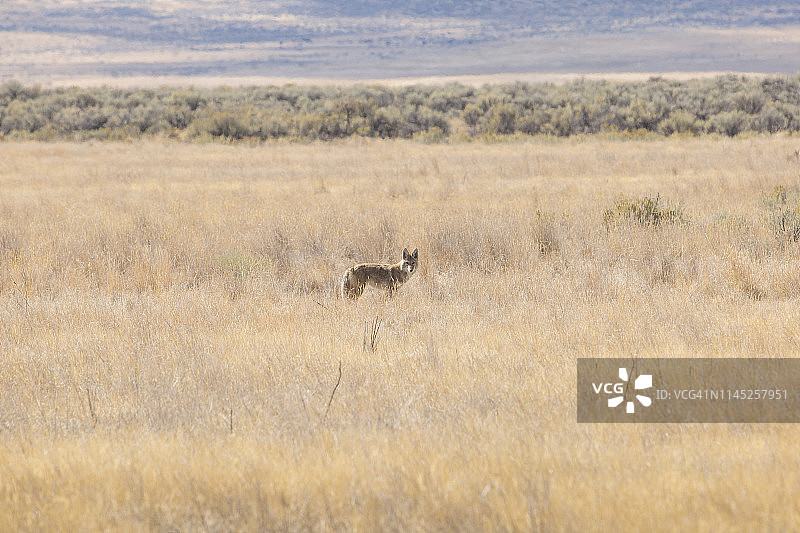 阳光明媚的日子里，狐狸站在森林草地上的侧面照图片素材