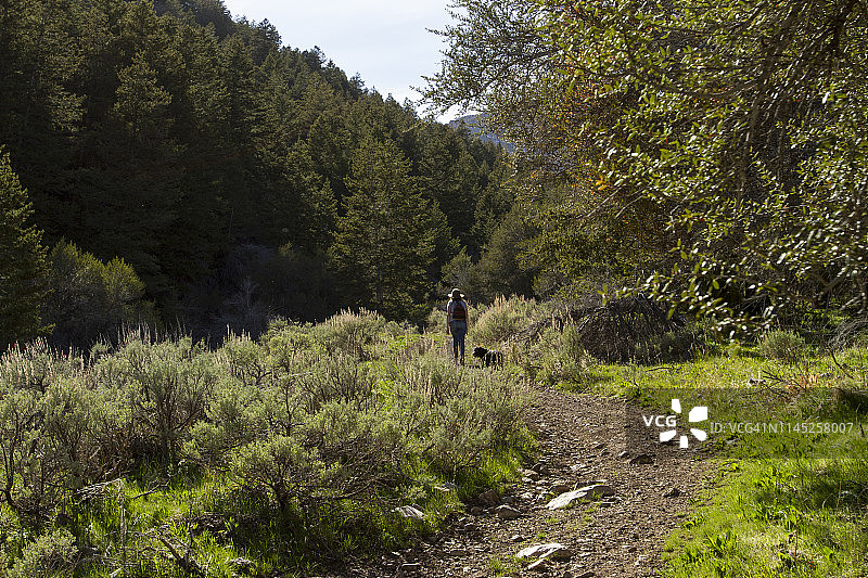 阳光明媚的日子里，女子与狗在森林中的小路上行走图片素材