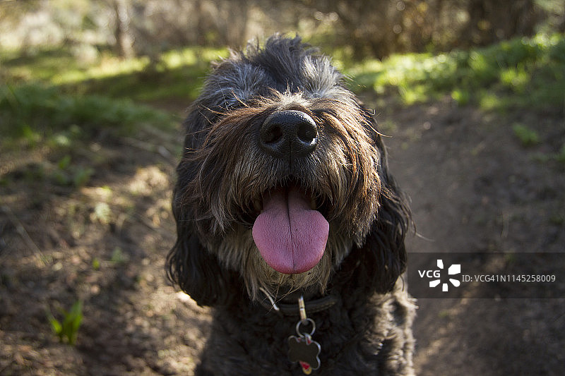 坐在森林田野里吐舌头的狗的特写图片素材