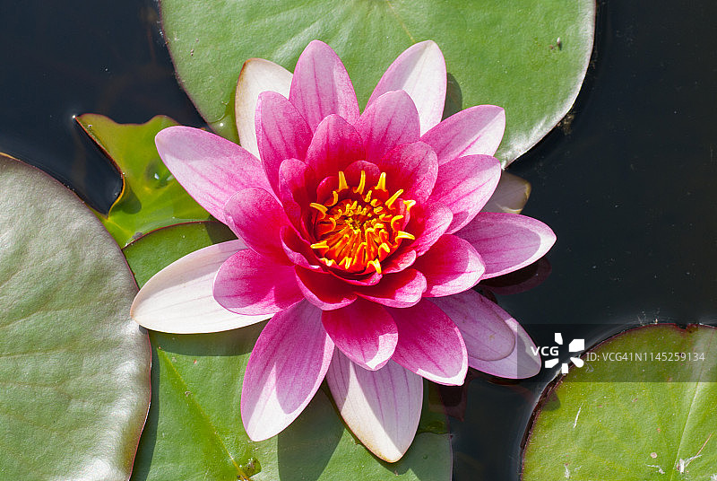 粉色睡莲与莲叶图片素材