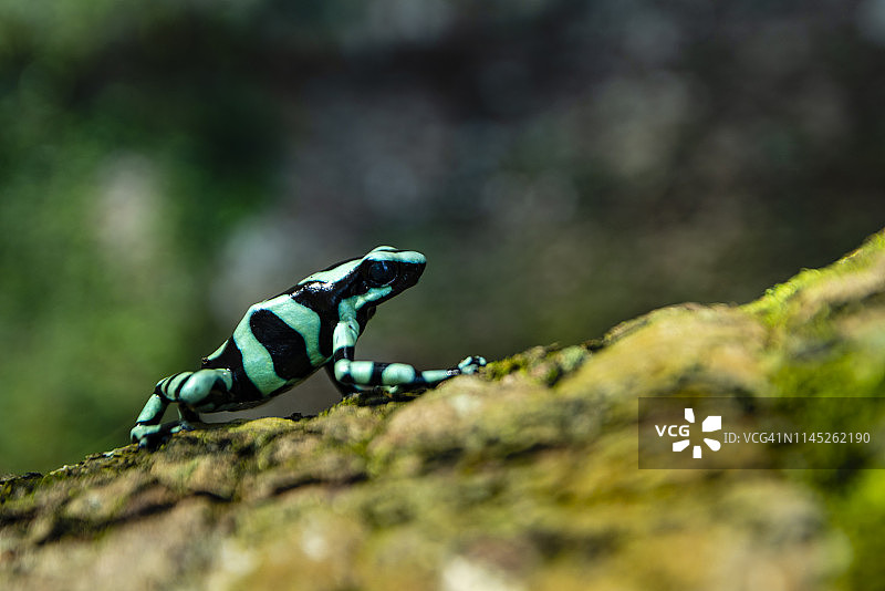 绿黑箭毒蛙图片素材