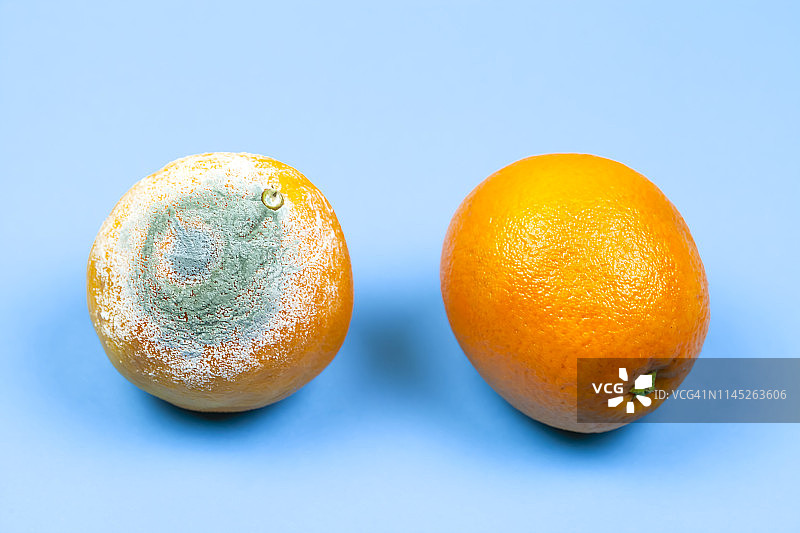 腐烂的橘子霉变的橘子图片素材