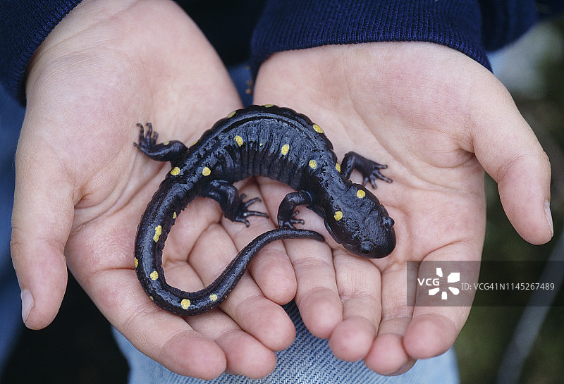儿童的手拿着蝾螈图片素材