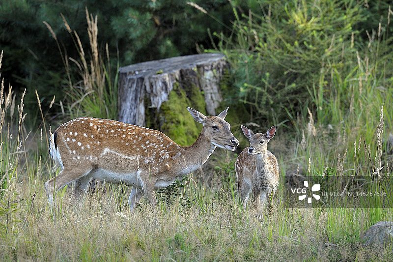 德国黇鹿图片素材