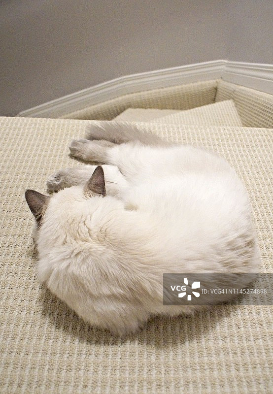 楼梯顶部的喜马拉雅/布偶猫图片素材