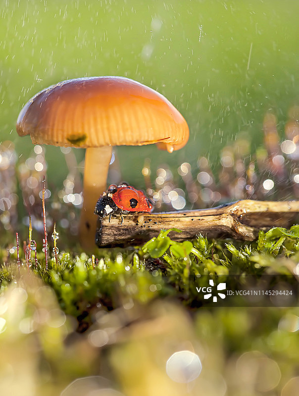 蘑菇下的瓢虫图片素材