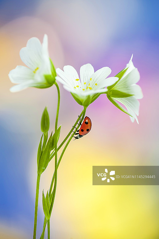 春日美景图片素材