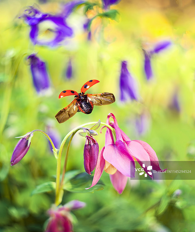瓢虫起飞，春日花园图片素材