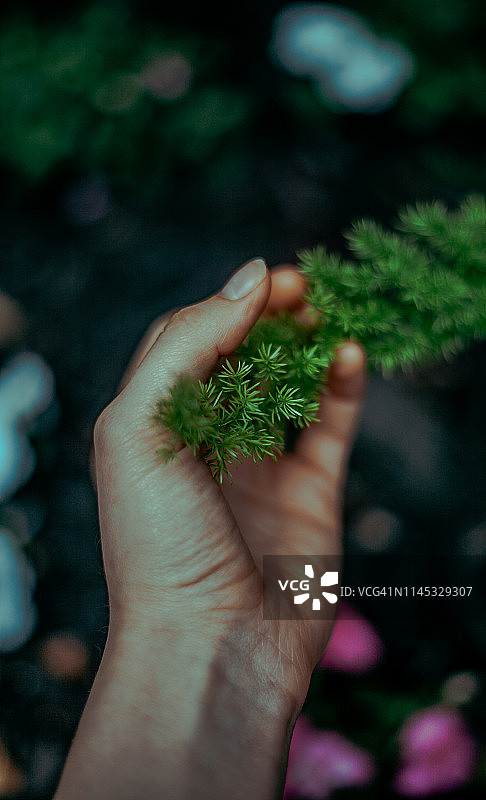 手持茂盛的绿叶图片素材