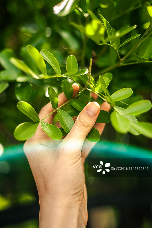 手持绿枝的太阳光晕图片素材
