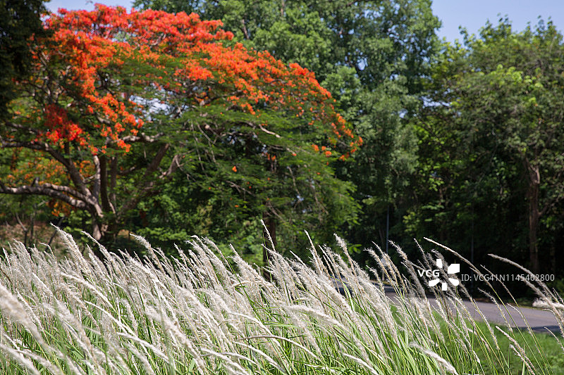 泰国尖竹汶府孔农旺的巴巴多斯骄傲（孔雀花）图片素材