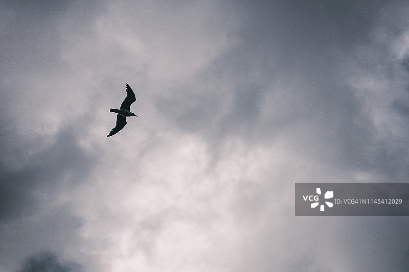 海鸥飞图片素材