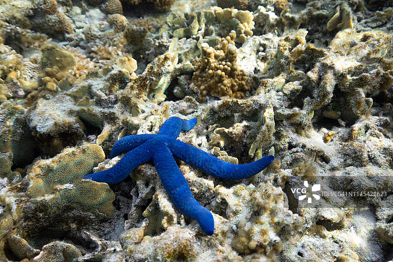 珊瑚背景上的蓝色海星（南大堡礁埃利奥特夫人岛）图片素材
