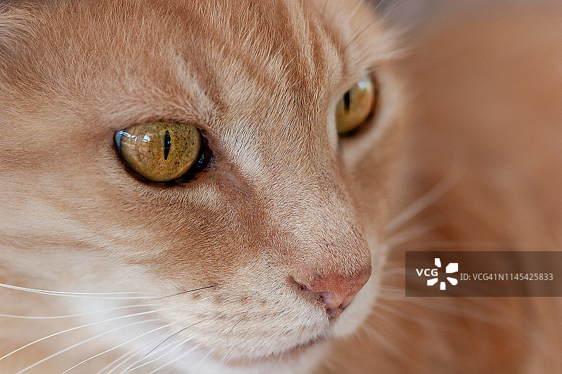 家中的猫图片素材