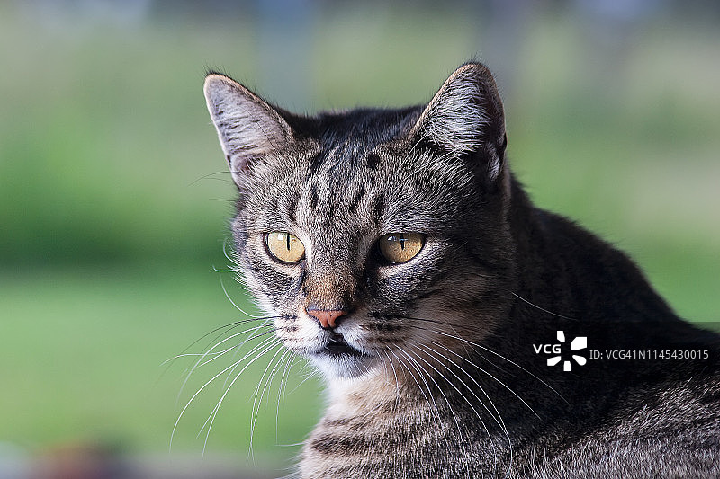 家里的虎斑猫图片素材