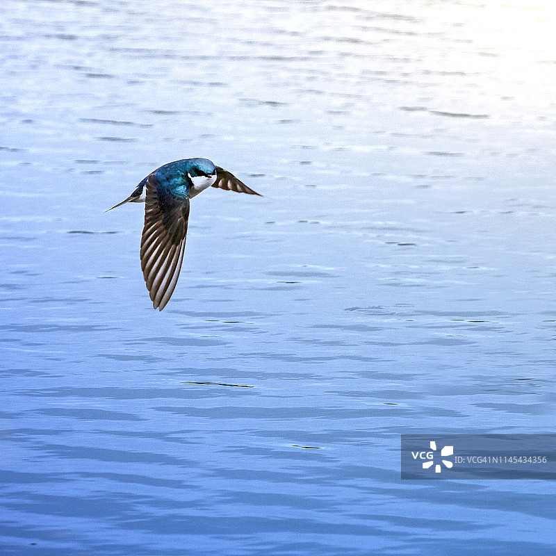 飞翔的树燕图片素材