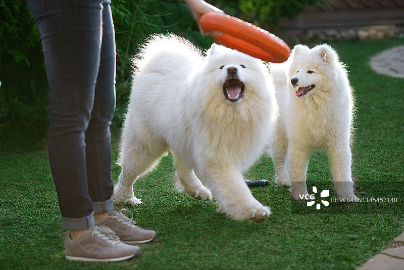 女人和萨摩耶犬（夏季）图片素材