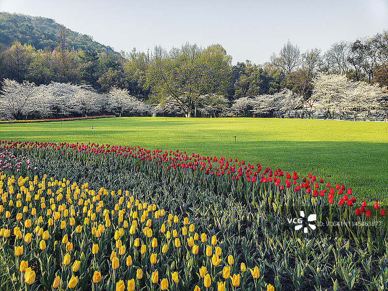 杭州太子湾公园草坪上的樱花图片素材