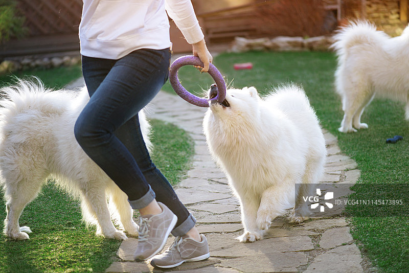 女人和萨摩耶犬（夏季）图片素材