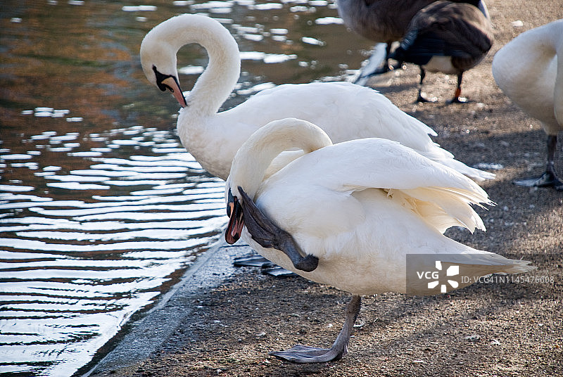 白天鹅梳理羽毛图片素材