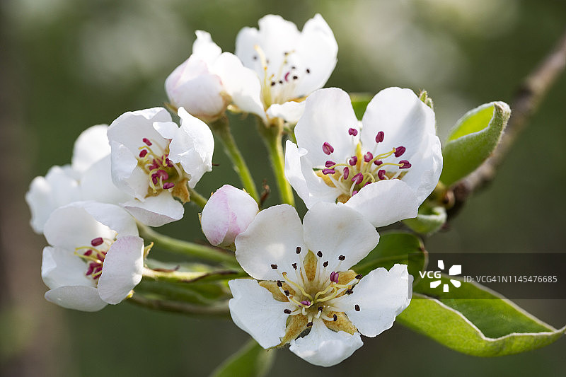 梨树花图片素材