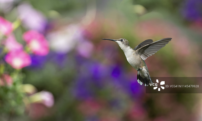 园艺专家图片素材