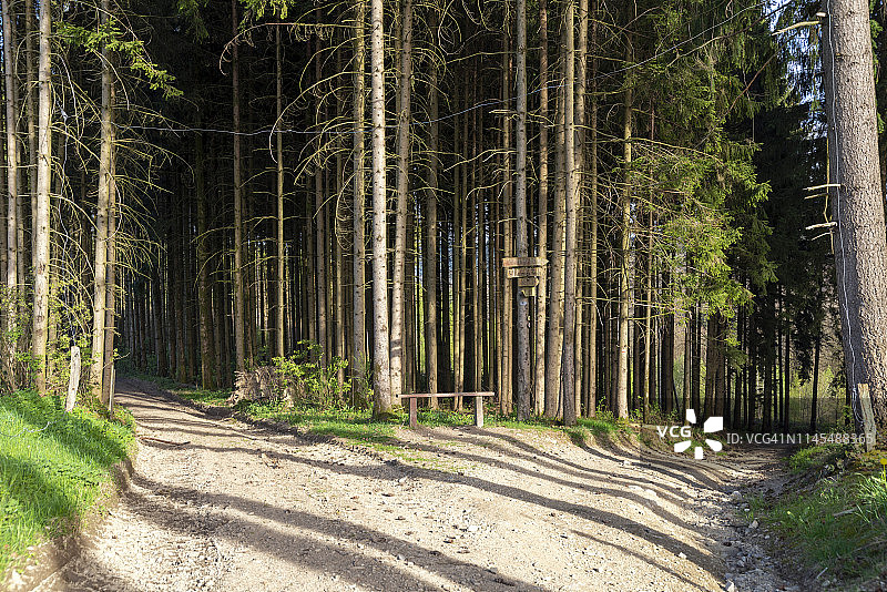 森林中的十字路口图片素材