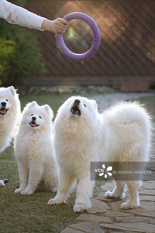 女人和萨摩耶犬（夏季）图片素材