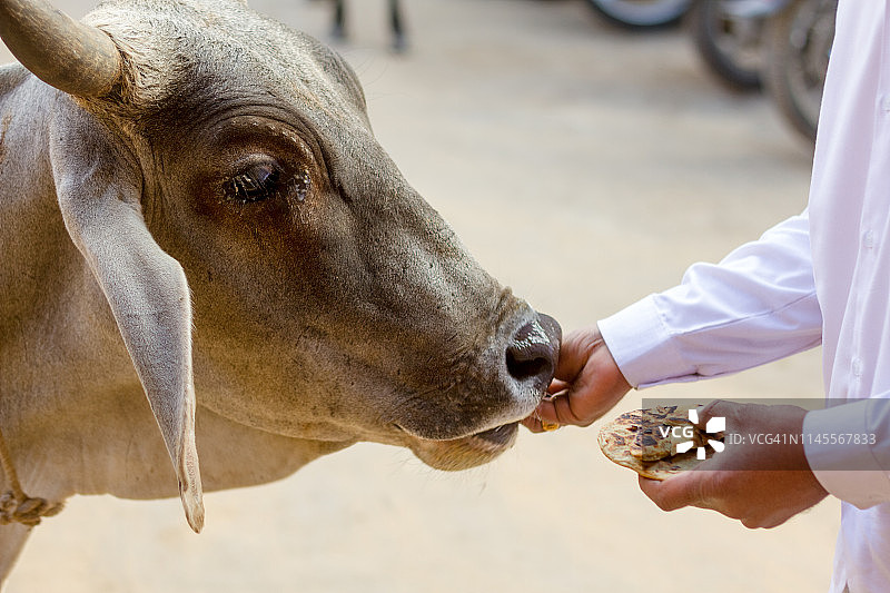 印度男人喂牛图片素材