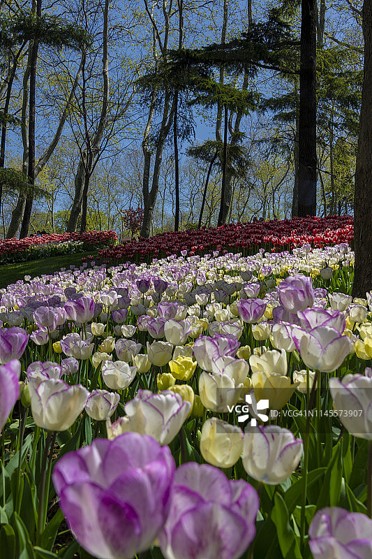 五颜六色的郁金香图片素材