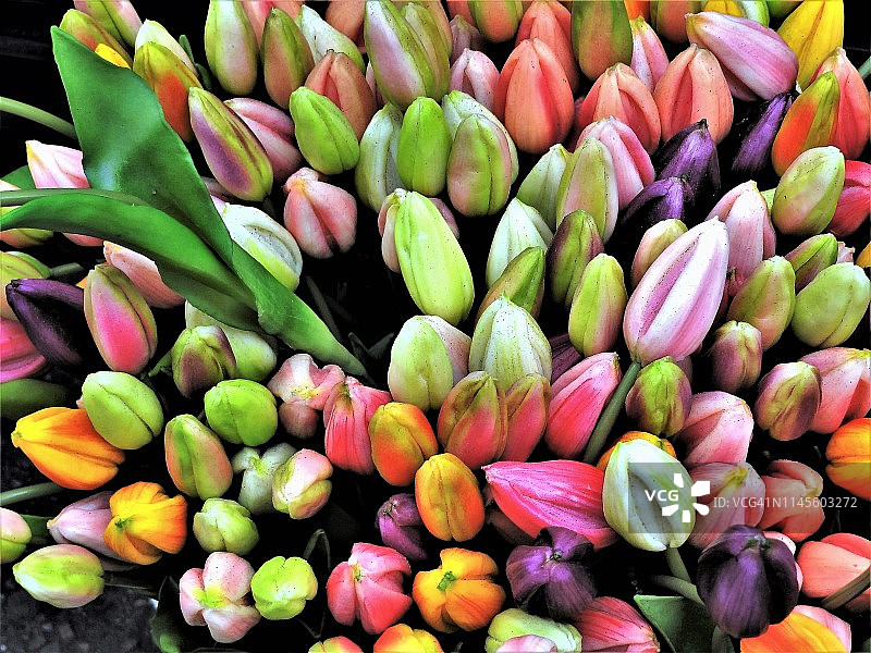 来自阿姆斯特丹的彩色郁金香图片素材