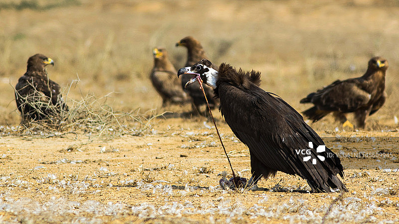 秃鹰图片素材