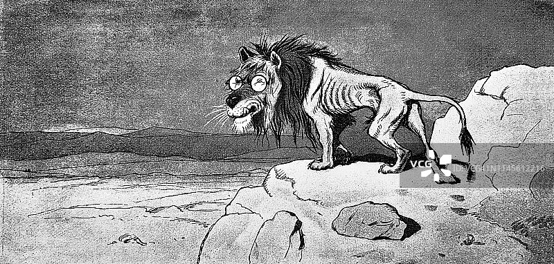 戴着眼镜的瘦狮子图片素材