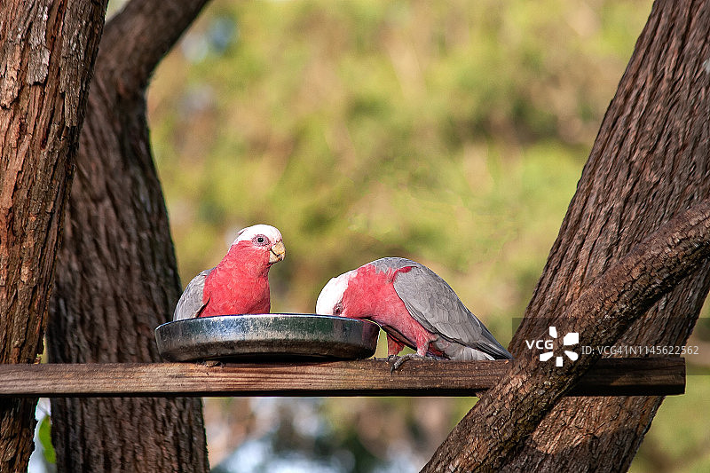 澳大利亚玫瑰凤头鹦鹉图片素材