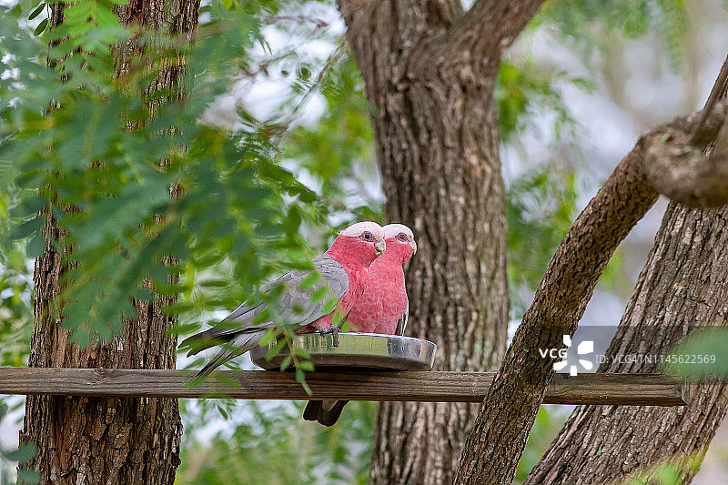 澳大利亚玫瑰凤头鹦鹉图片素材