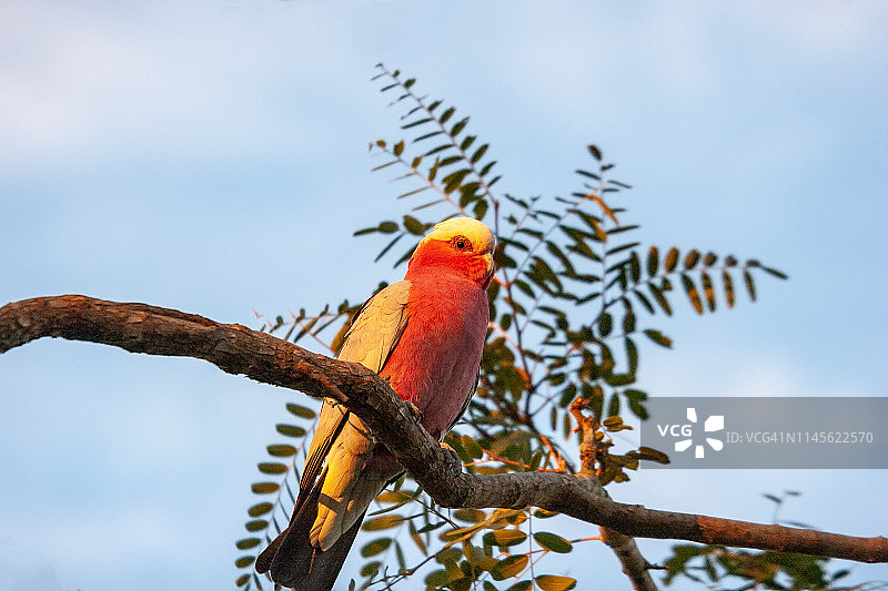 澳大利亚玫瑰凤头鹦鹉图片素材