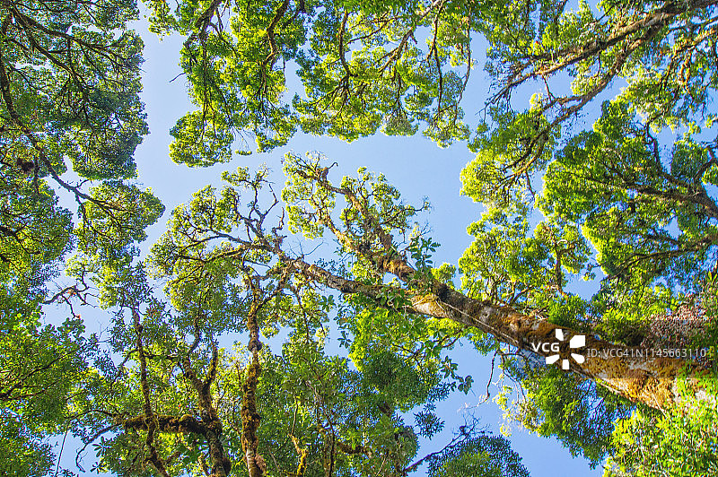 从正下方视角仰望橡树和天空图片素材