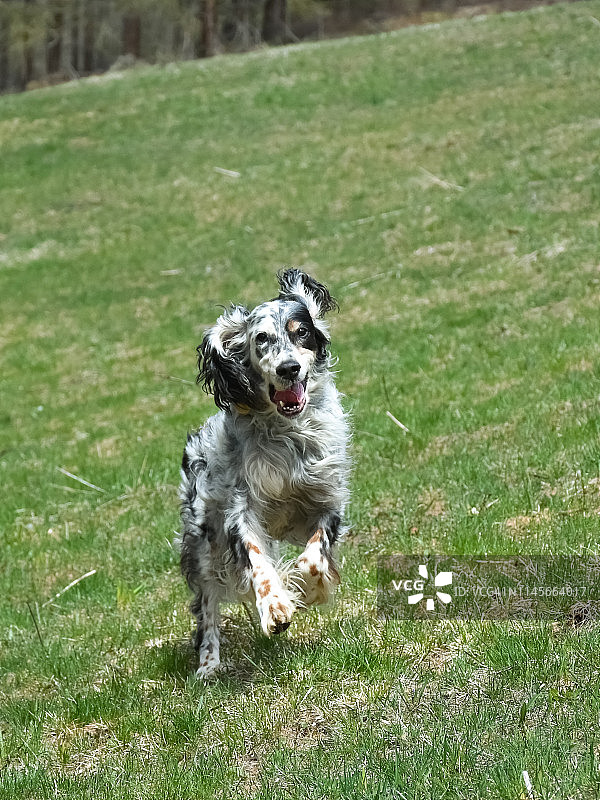 快乐健康的英国雪达犬在绿草地上奔跑图片素材