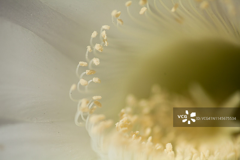 发光白色仙人掌花瓣和花丝图片素材